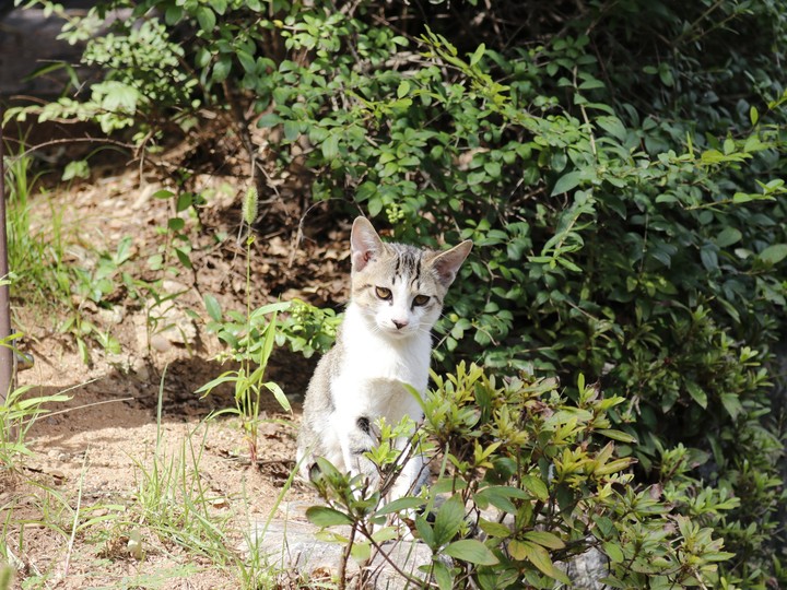 고양이