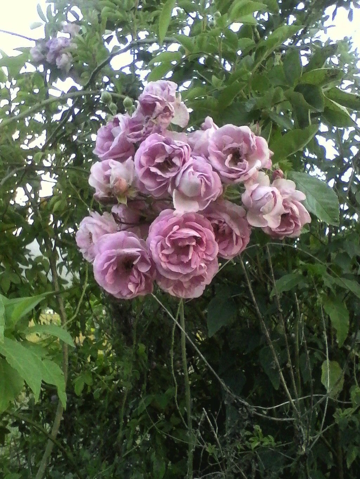 rosey