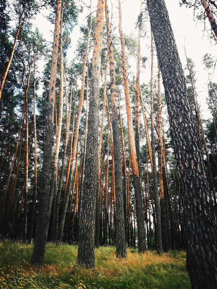 Forest
