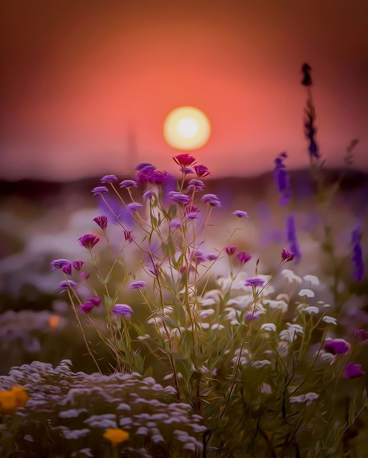 Meadow ✨