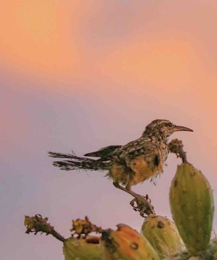 Birdie
