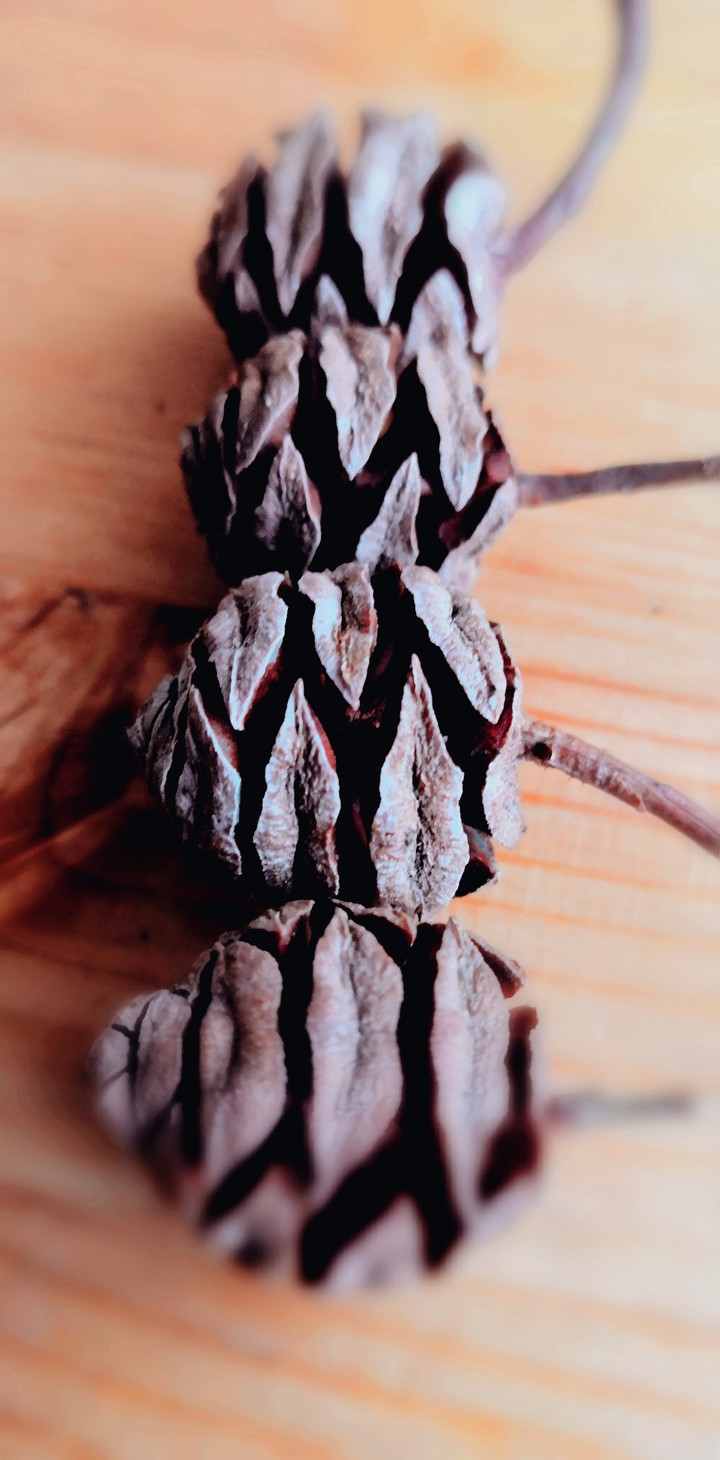Cone_nature