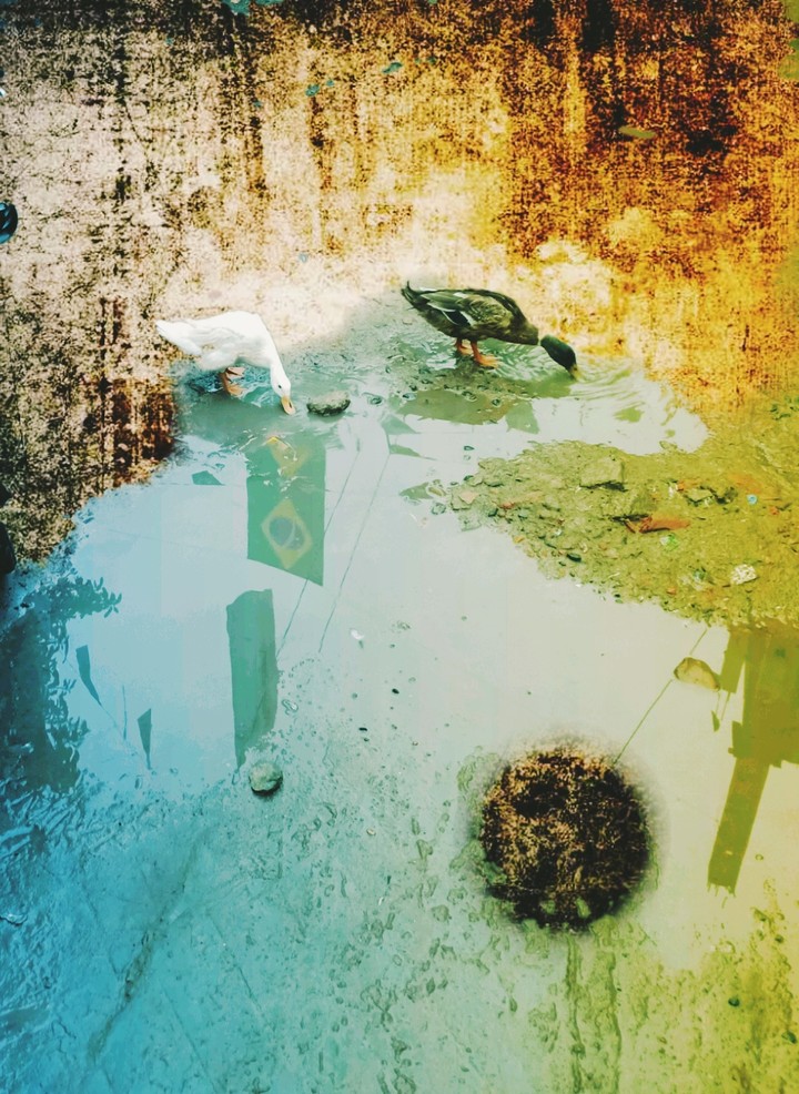 Brazil in water