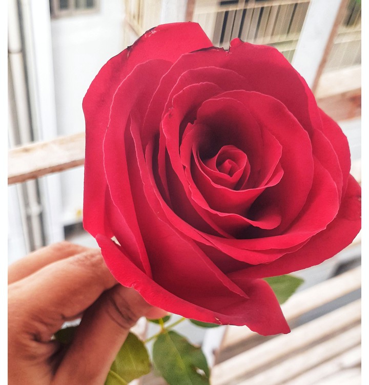 rose