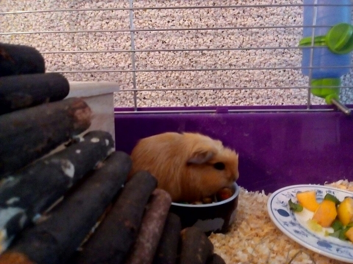 guinea_pig