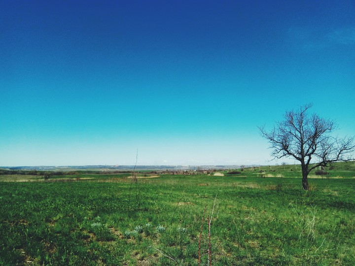 lonely tree