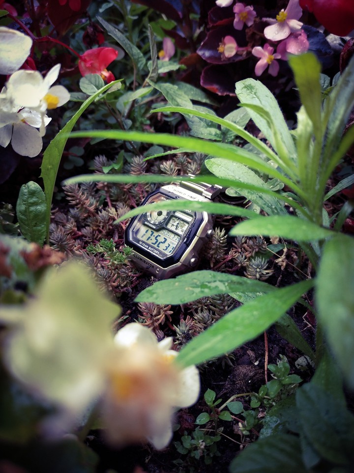 Casio Royale