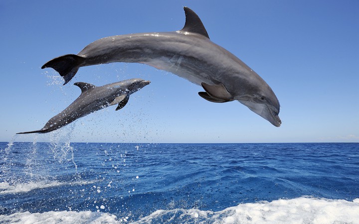 dolphins