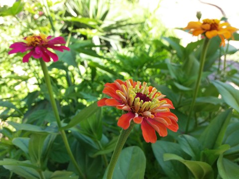 Orange flower