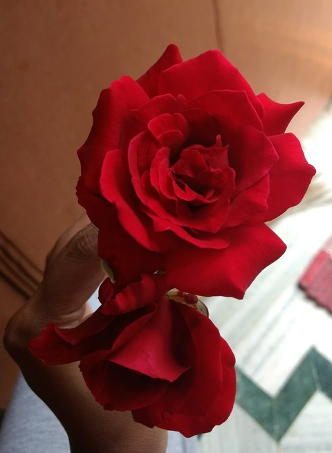 red rose