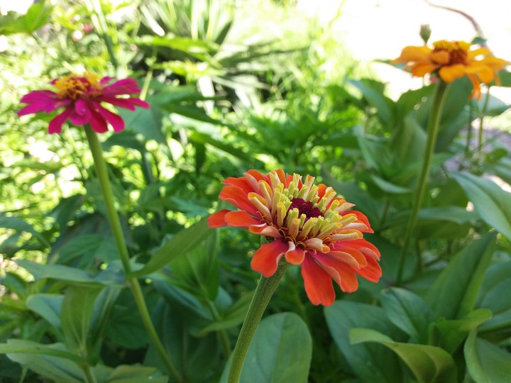 Orange flower