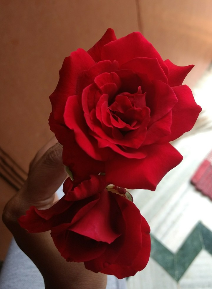 red rose