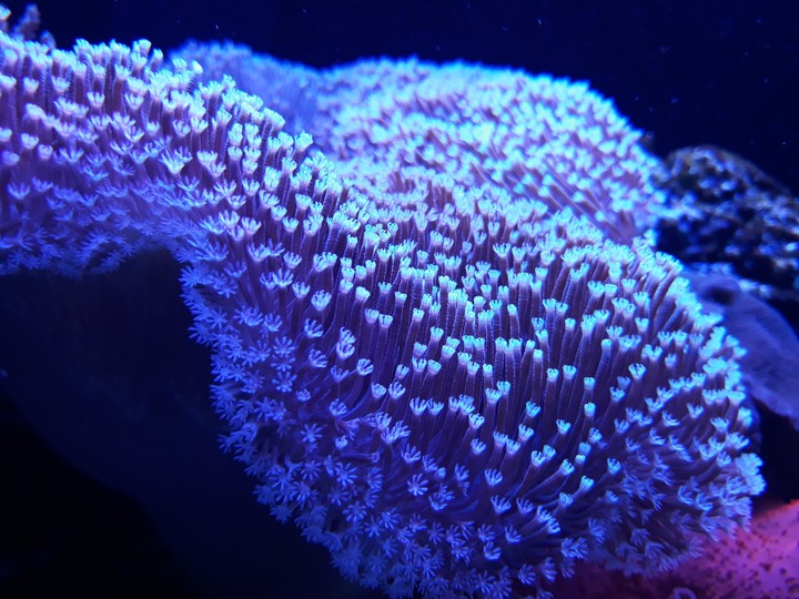 Anemone