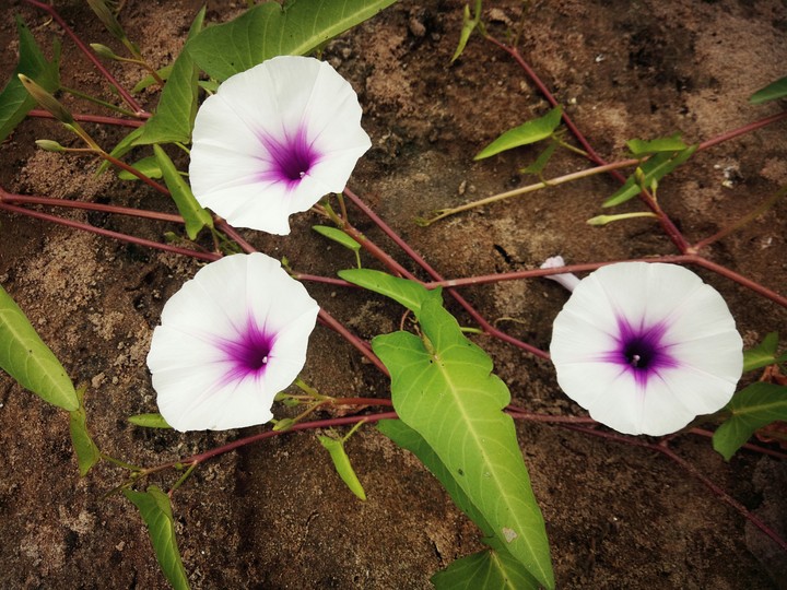 hoa dại
