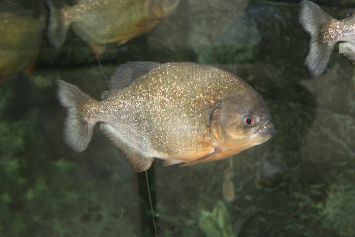 Pirahnna