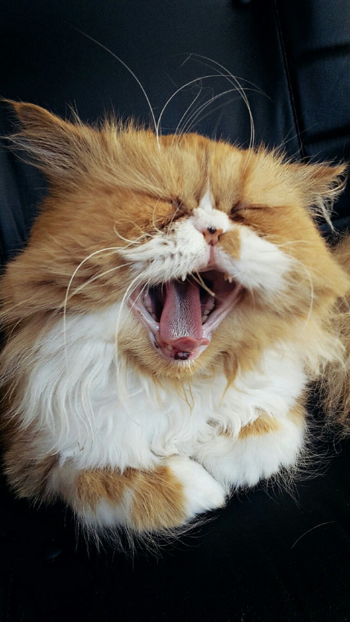 sleepy Cat