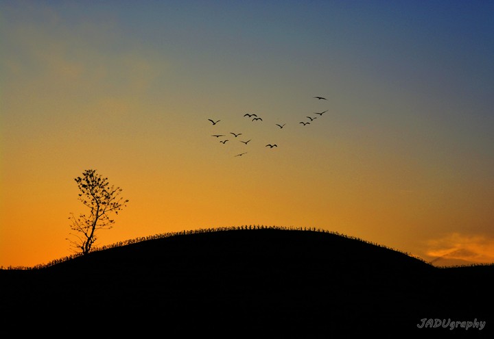 Returning Home of Birds and lonely Tree