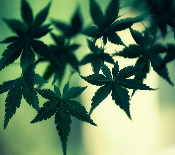 Beautifull Leafs