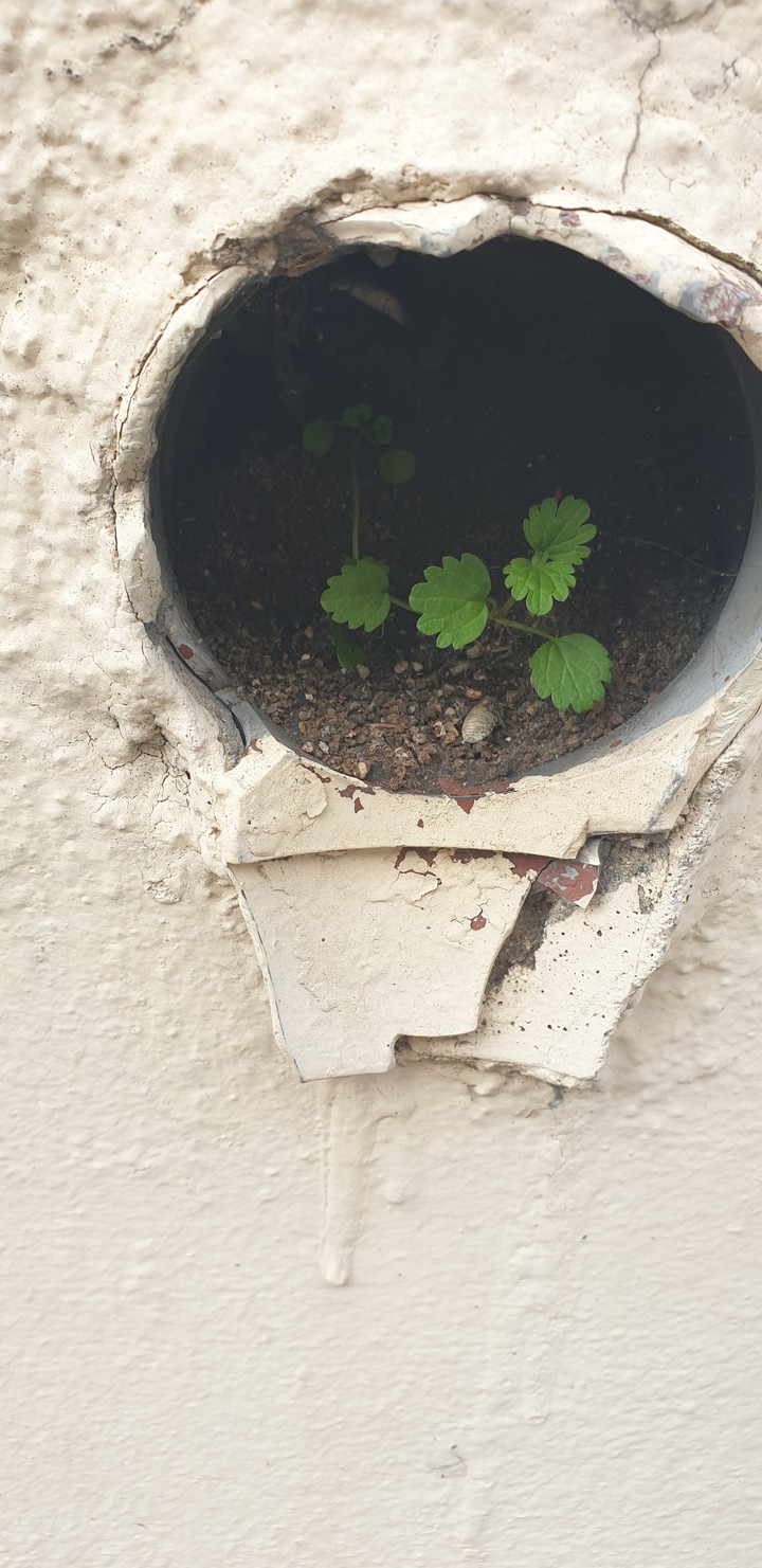 drain leaf
