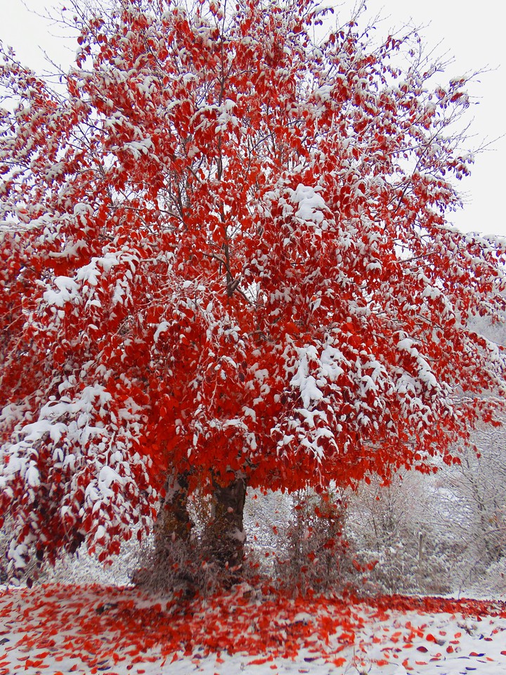 Autumn