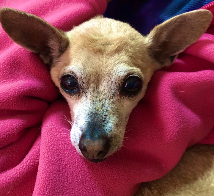 Chihuahua