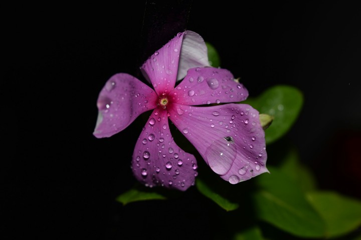 #RainFlower