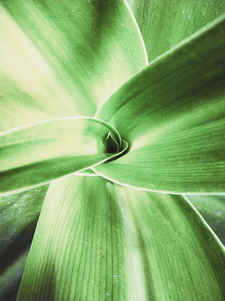 leaf inside