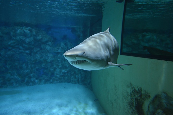 Shark