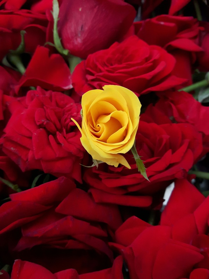 one in a hundred rose