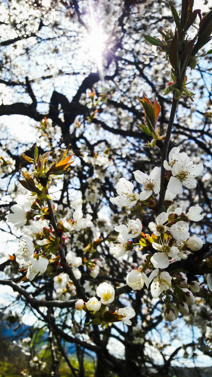 bloom time