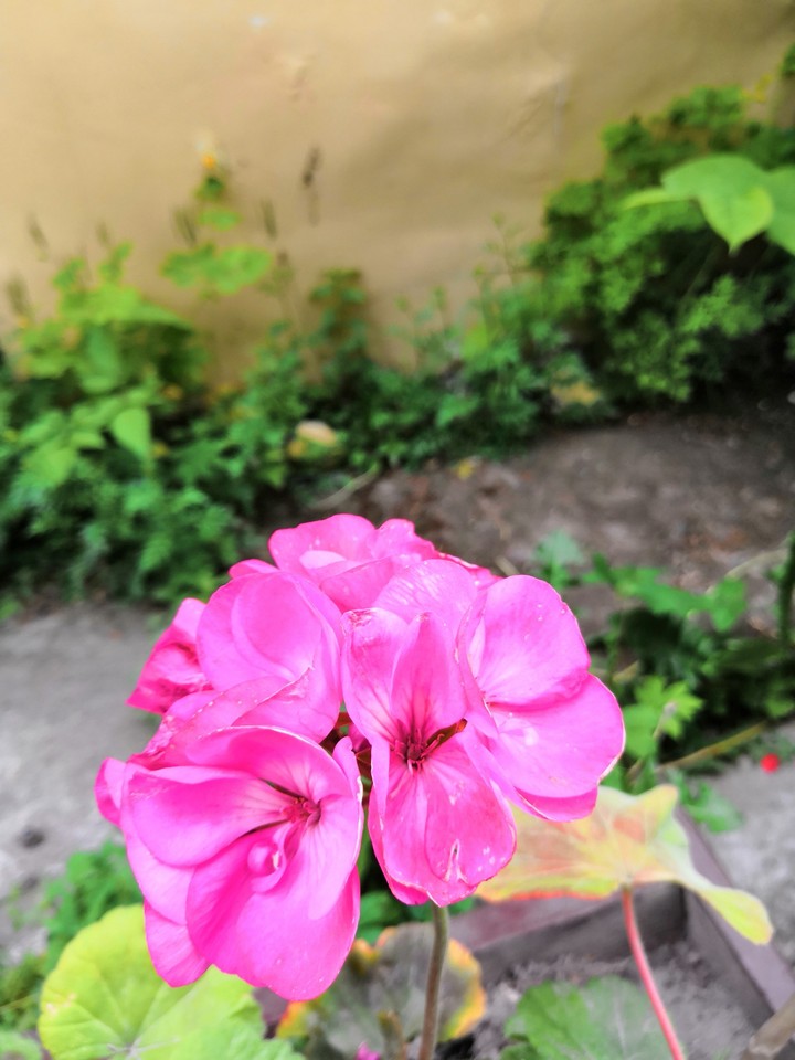 flowers