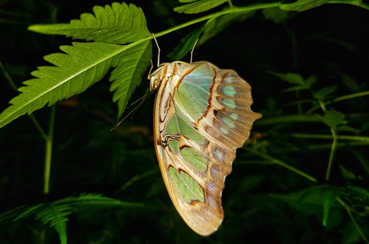 MARIPOSA DURMIENDO, SAN LORENZO, GRO.