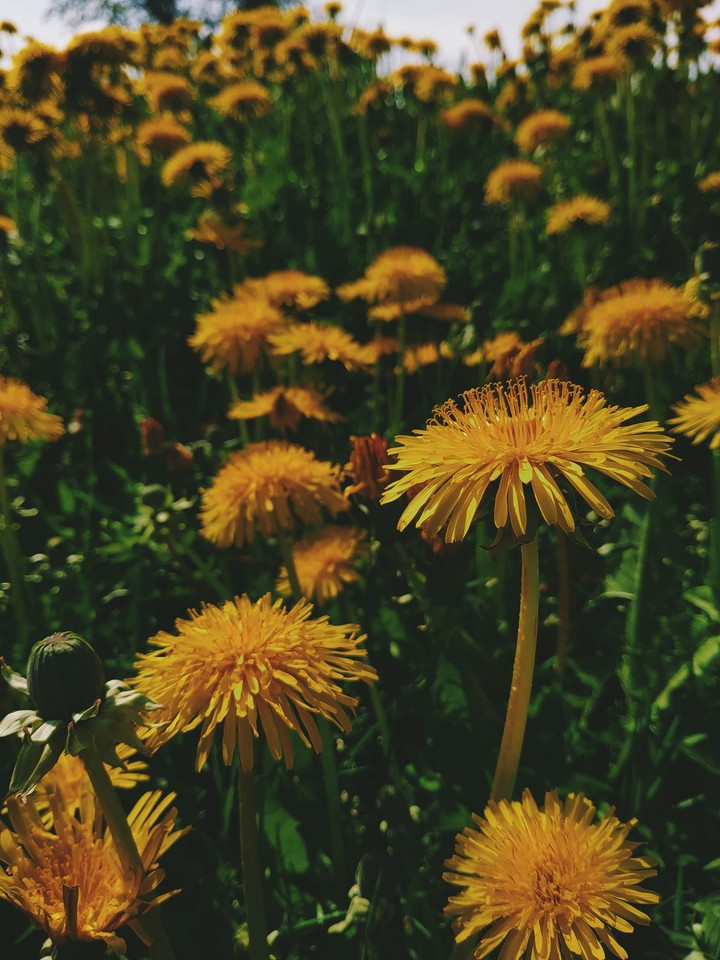 FLOWER