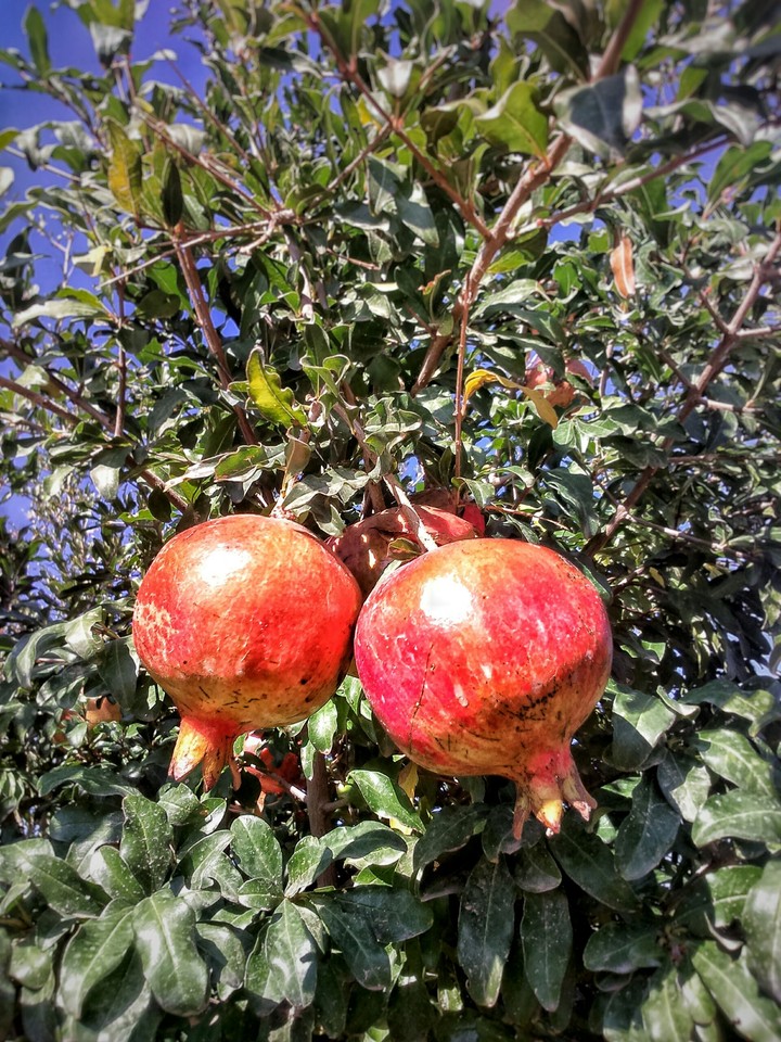 Armenian pomegranate