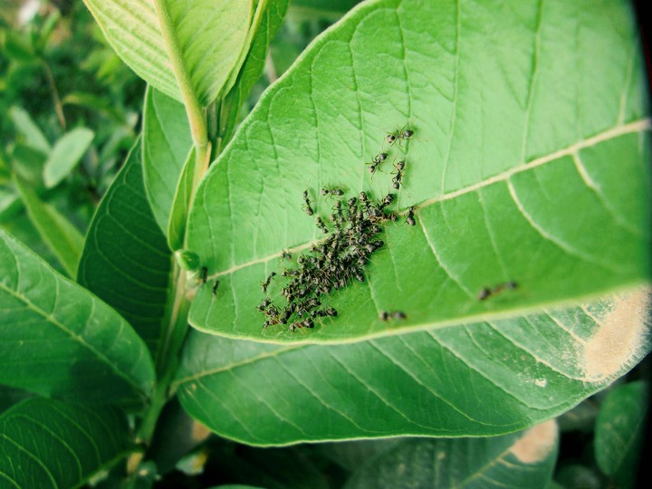 Ant in Nepal