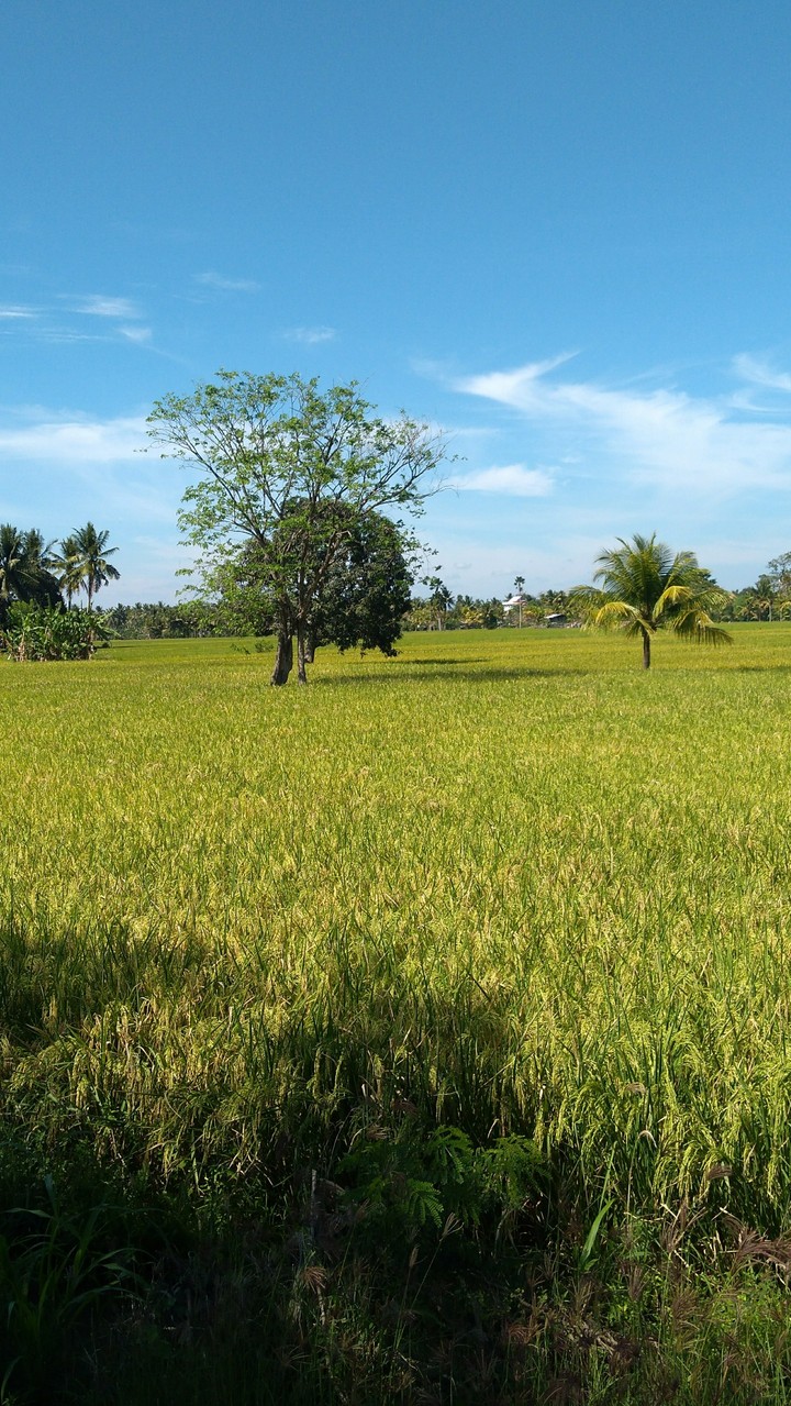 nature