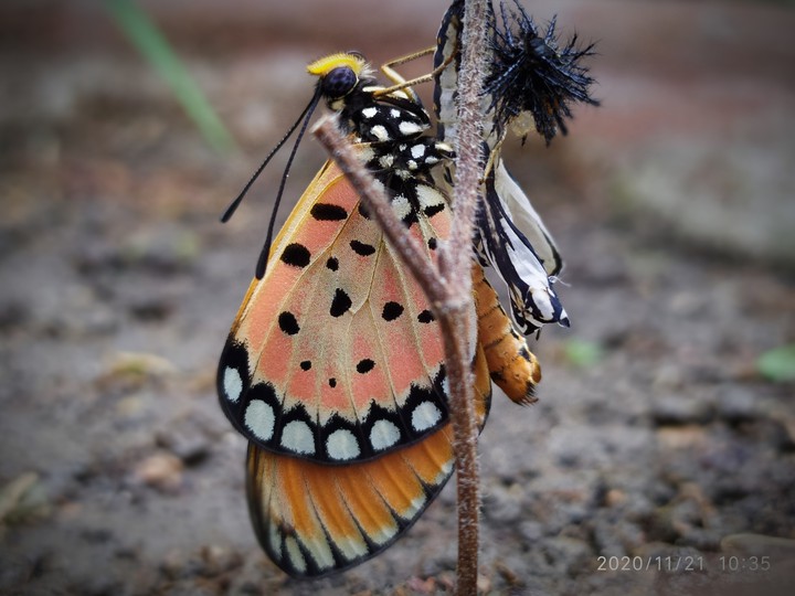 Butterfly