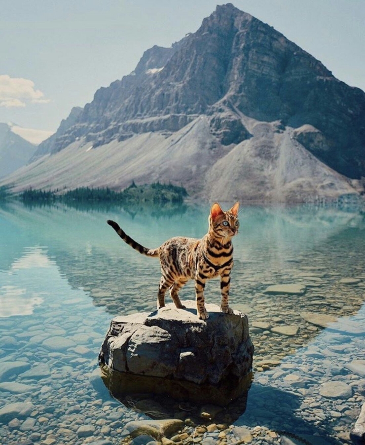 cat**