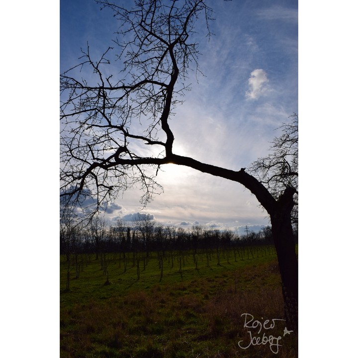 Tree.