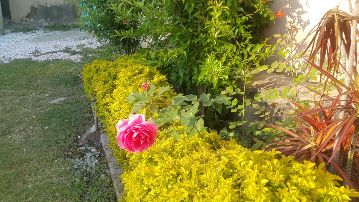 Natural beauty
