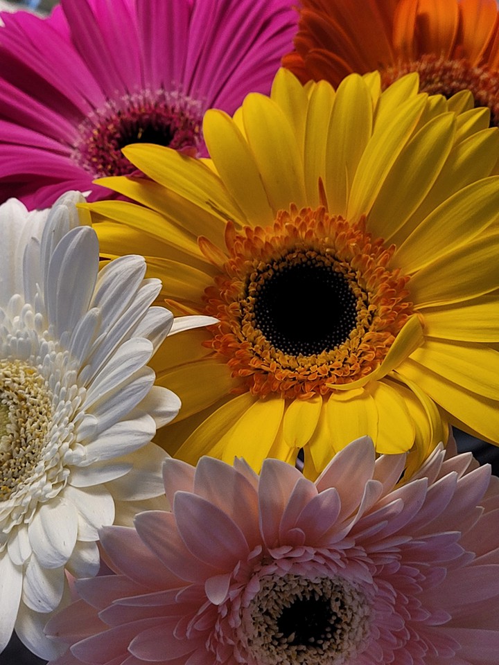 flowers