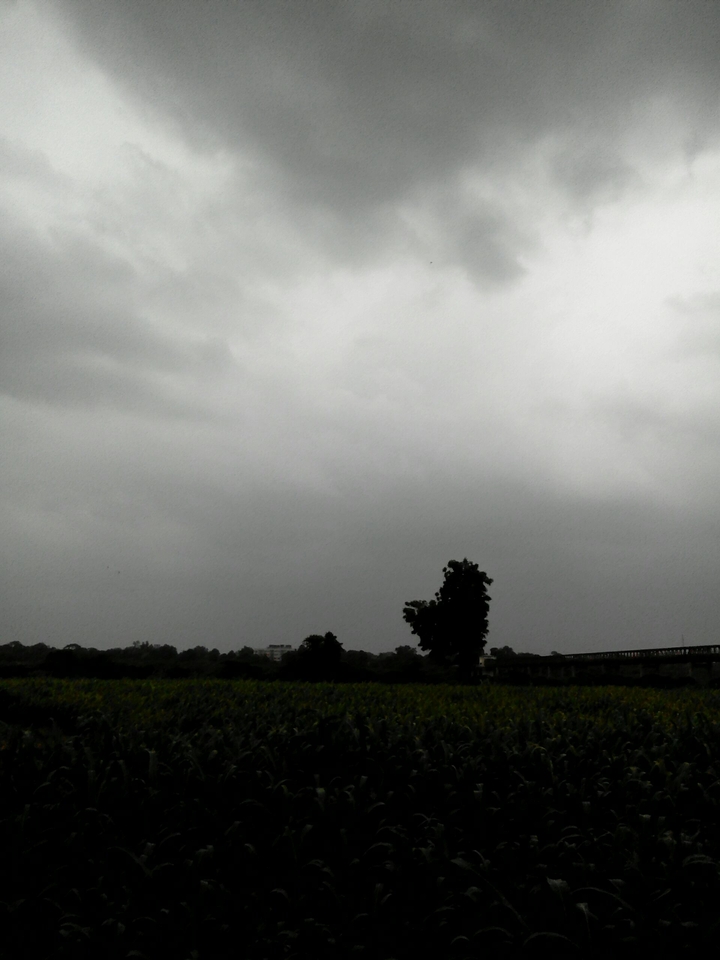 green fields