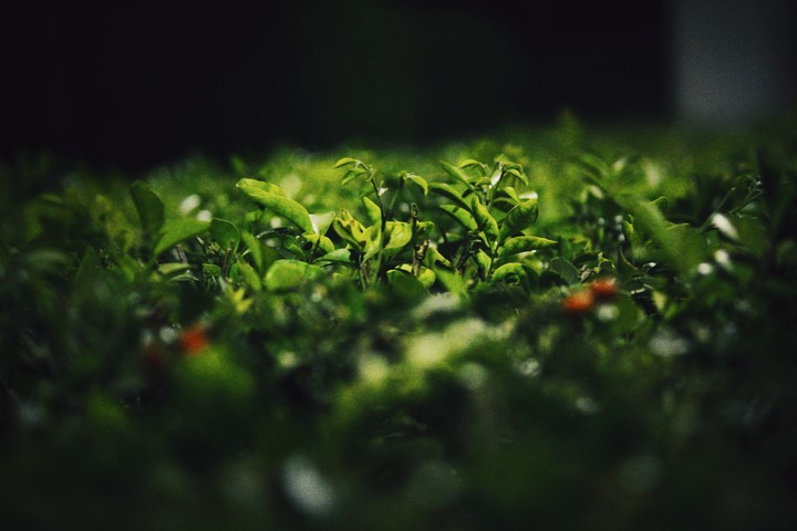 earth planet