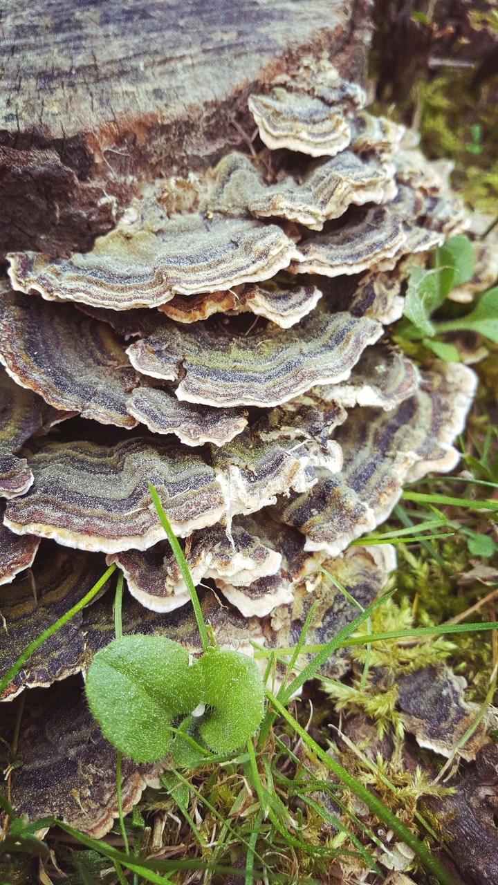 Hongos en tronco muerto