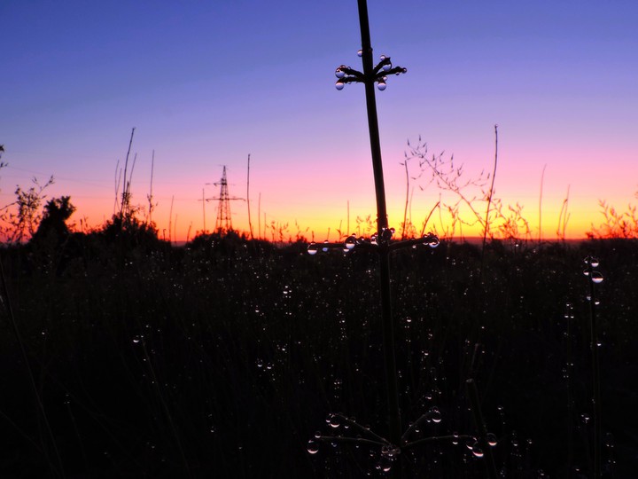 morning and sunrise and dew