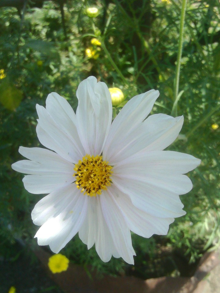 flower