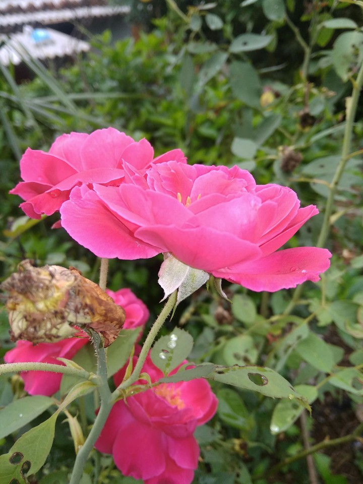 rose