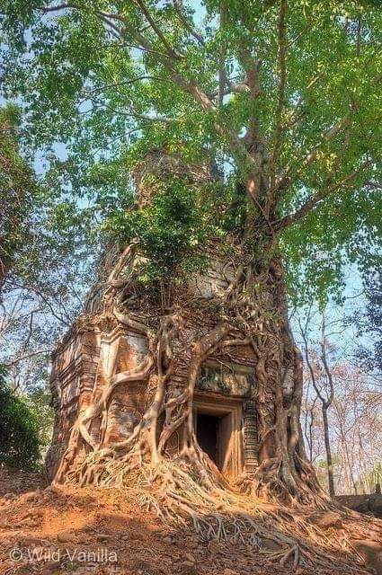 tree temple columbia