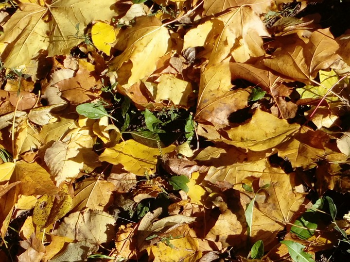 Autumn