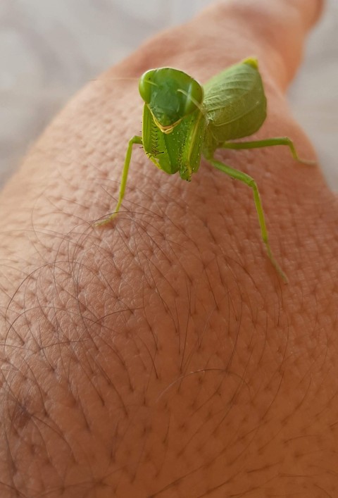 植物, hand壁纸